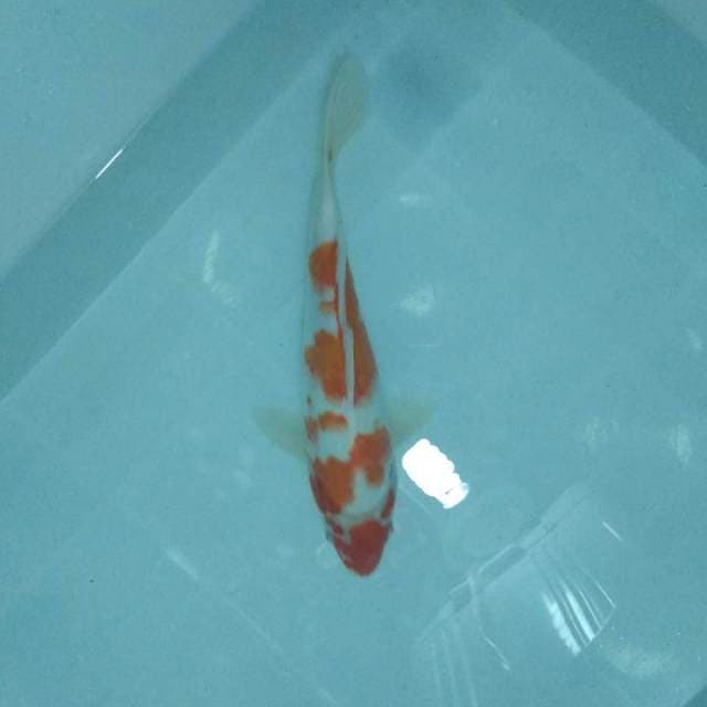 Kohaku 30 BU