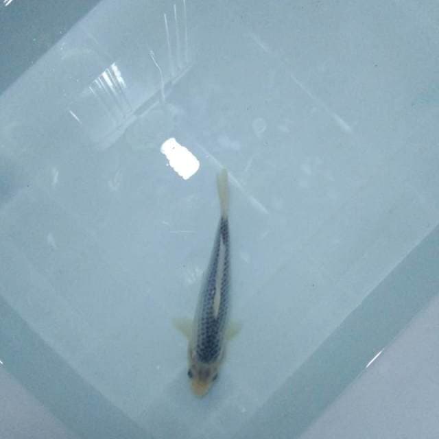 Goshiki 25BU