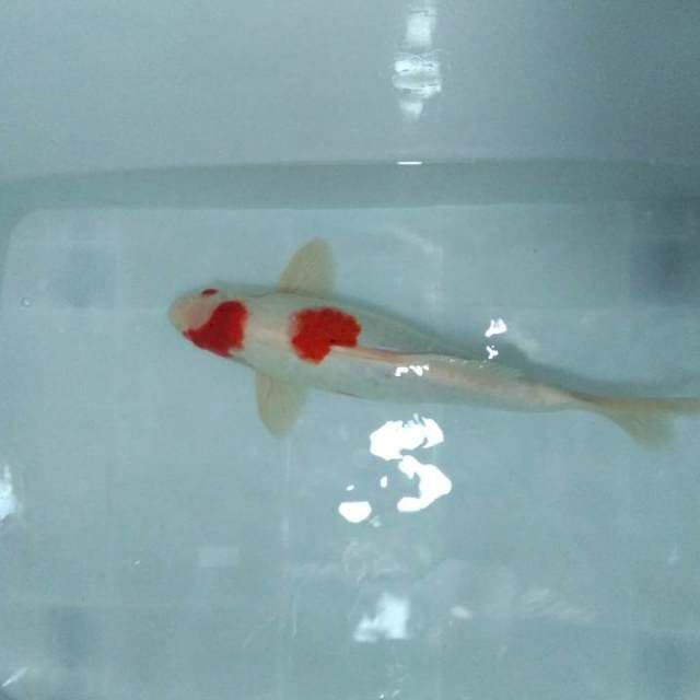 Kohaku 40bu MERAH PEKAT 