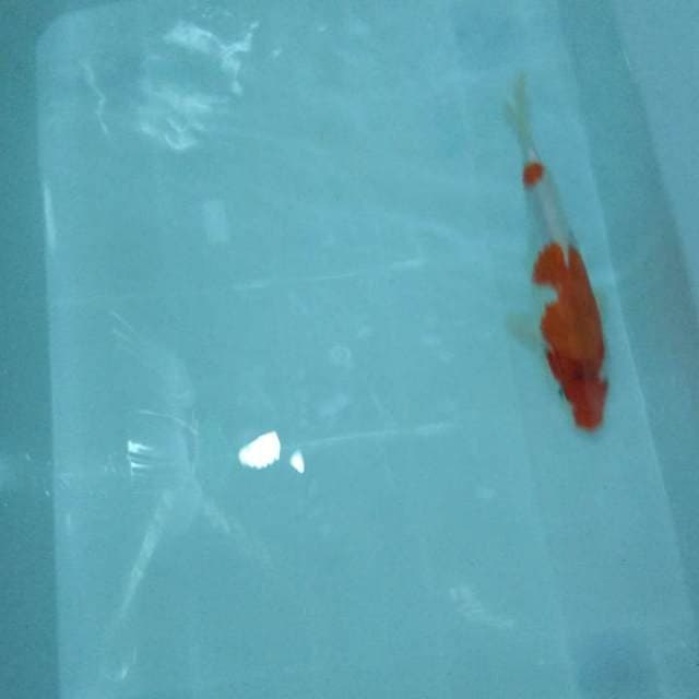 Kohaku 2 step 25 BU