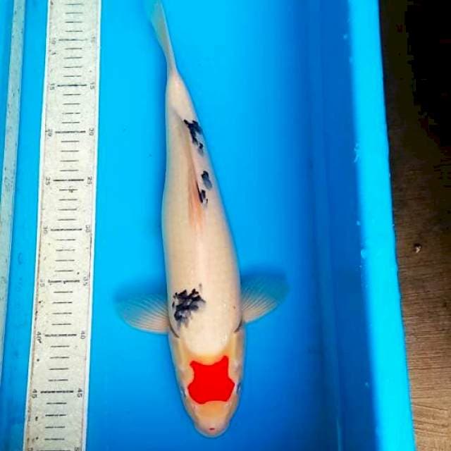 Tancho sanke 40cm