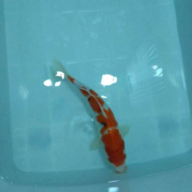 Sanke 28cm