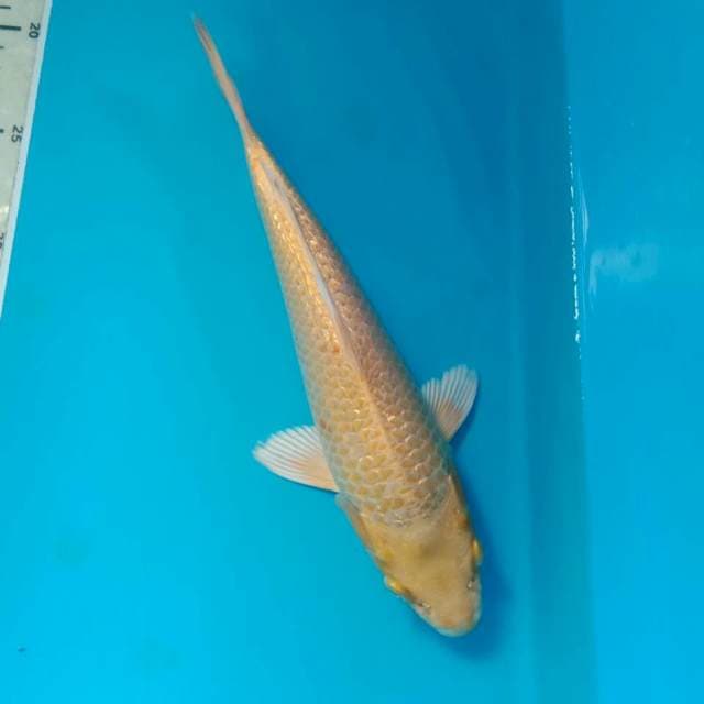 Yamabuki Ginrin 26 cm
