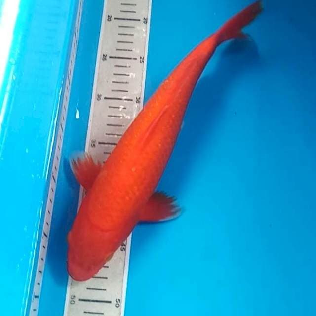Aka Hajiro 34 cm