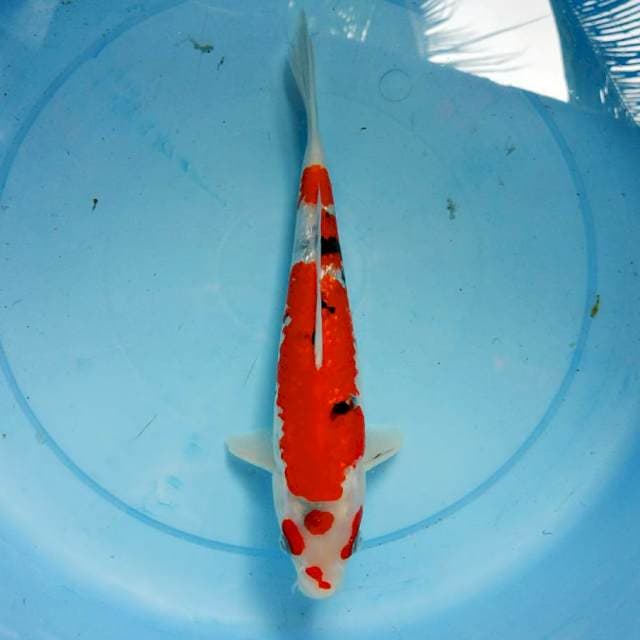 Sanke ginrin 29cm