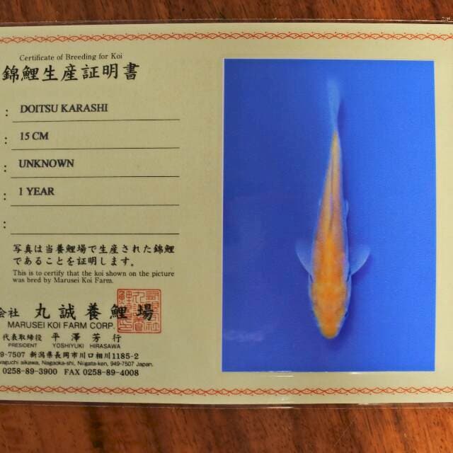 Doitsu Karashi (Marusei) 15cm. Import dan Sertifikat