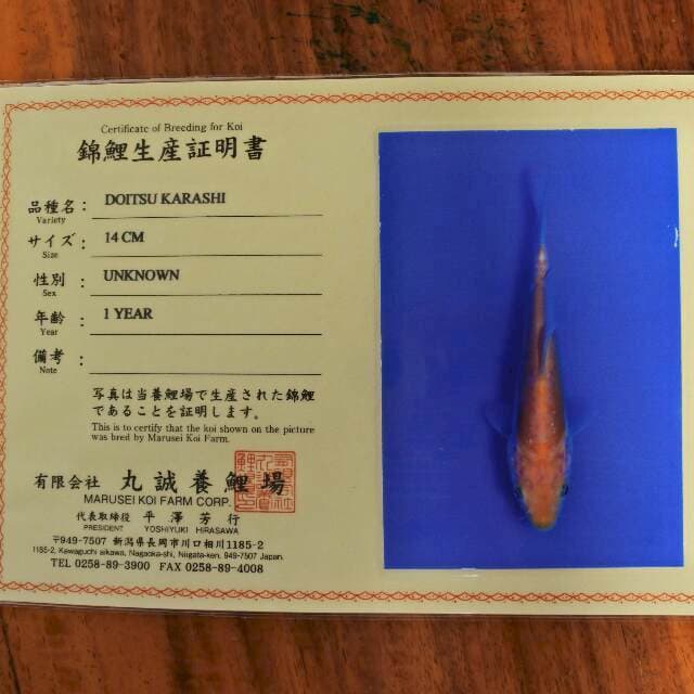 Doitsu Karashi (Marusei) 14cm. Import dan sertifikat