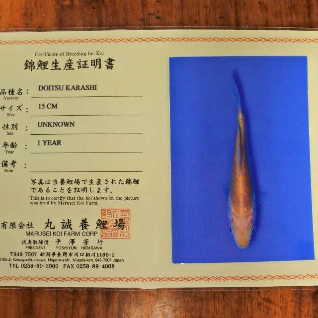 Doitsu Karashi (Marusei) 15cm. Import dan sertifikat