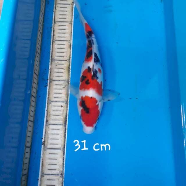 Sanke 31 cm