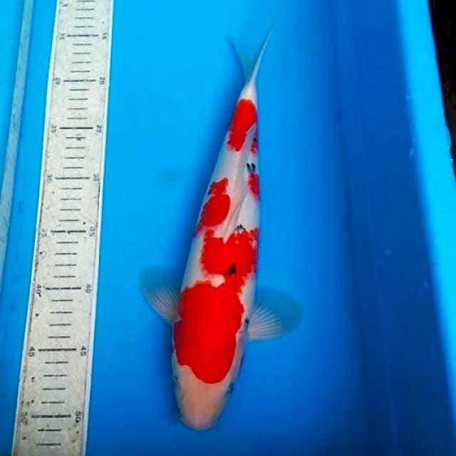 Sanke 37cm