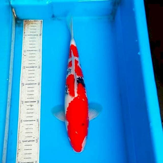 Sanke 37cm