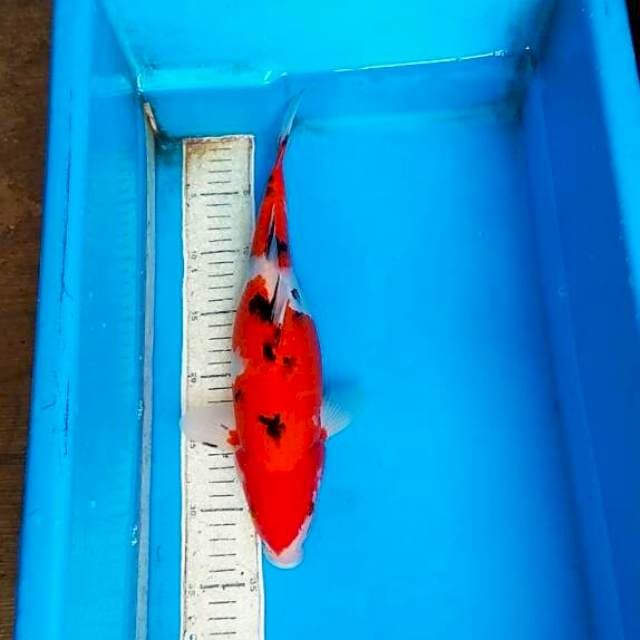 Sanke 35cm