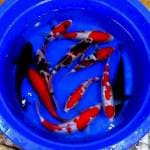 Mik koi