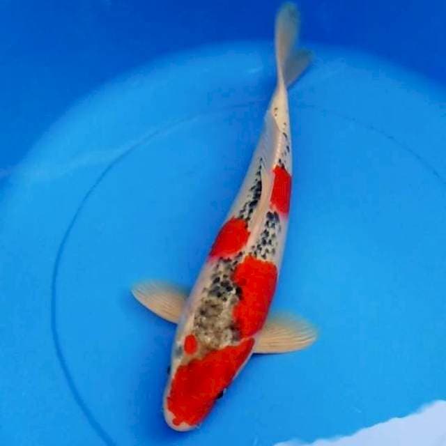 GOSHIKI JRG 36CM