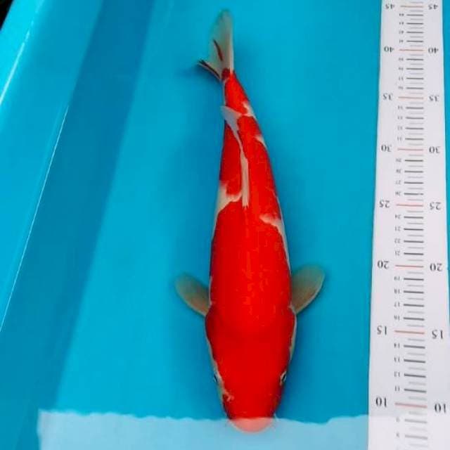 KOHAKU MERAH 33CM