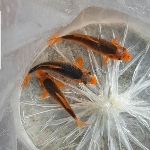 3 ekor matsuba f1