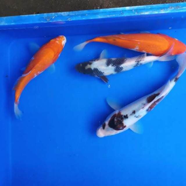 Mix koi