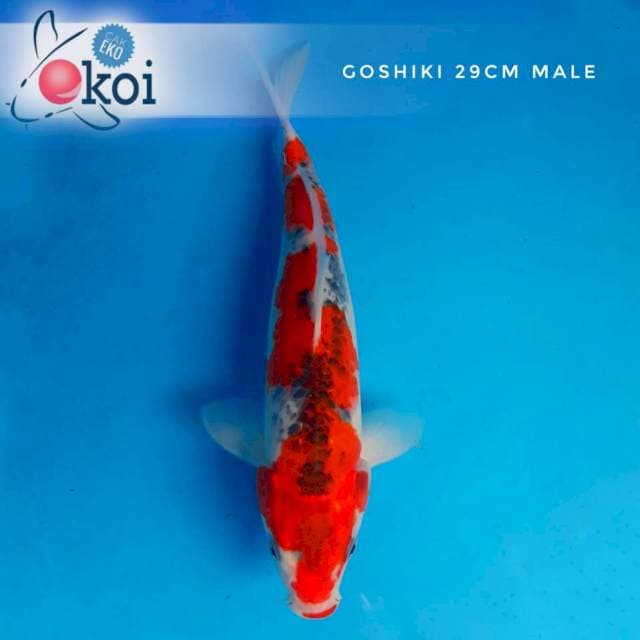 Goshiki merah pola inazuma