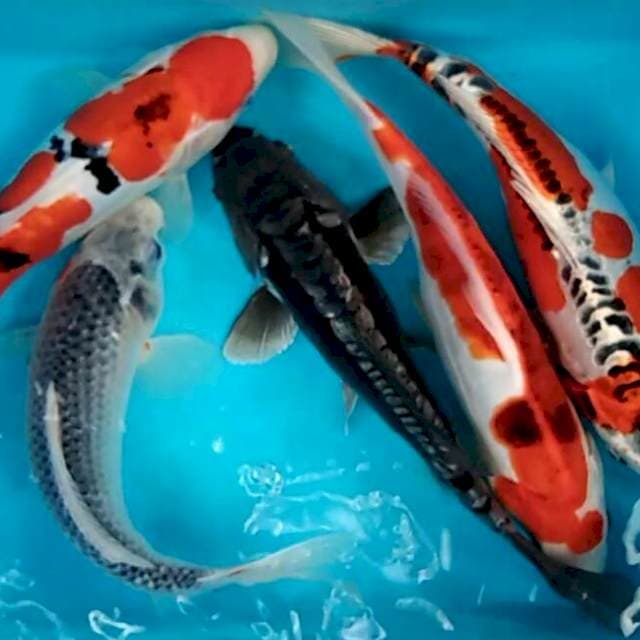 Lelang mix koi special edition
