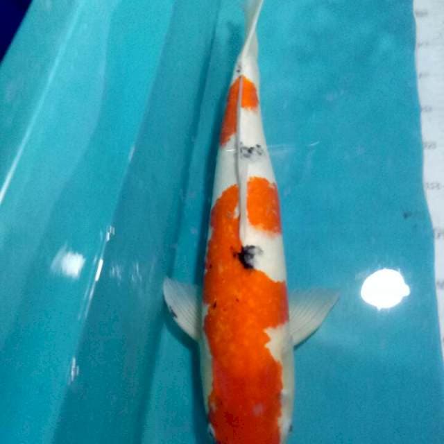 SANKE JUMBO..52cm