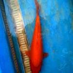 Red karasi 30 cm. 