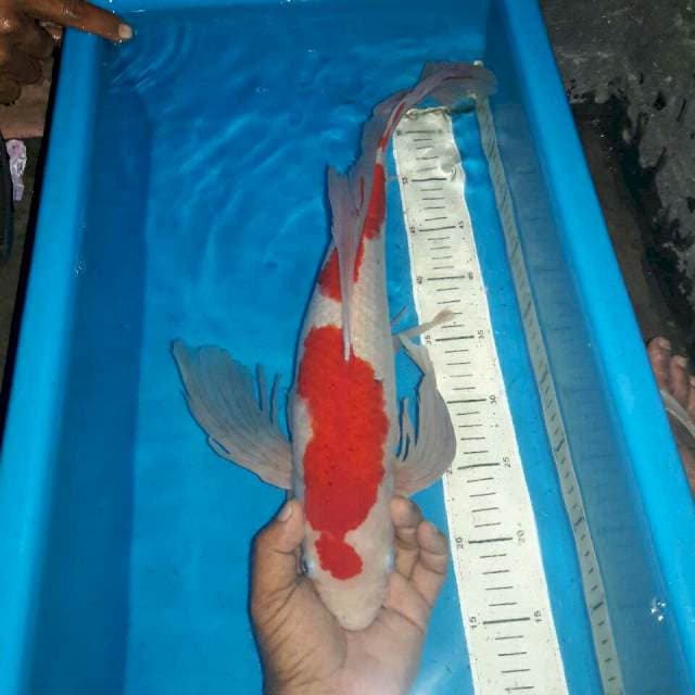 Red male sleyer aigoromo koleksi ekor panjang