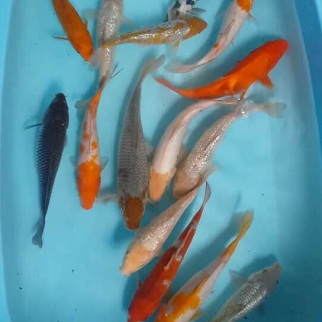 Mix 22-30 cm 15 ekor