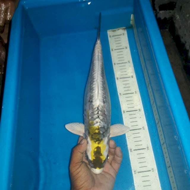 Kabuto doitshu unik