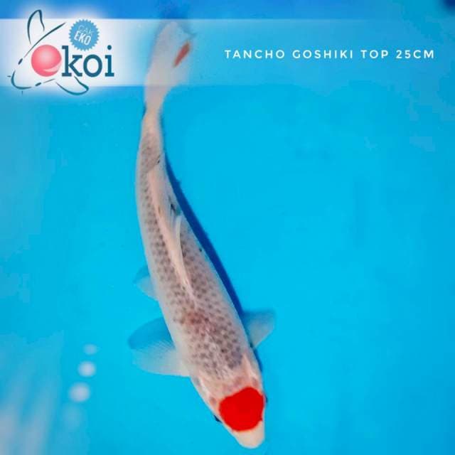 Tancho goshiki anakan impor 25cm