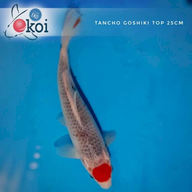 Tancho goshiki anakan impor 25cm