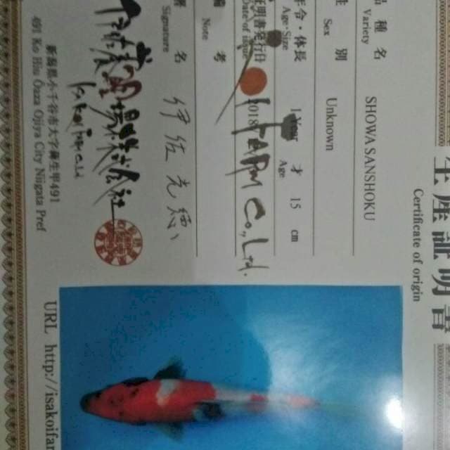 Showa isa 27cm