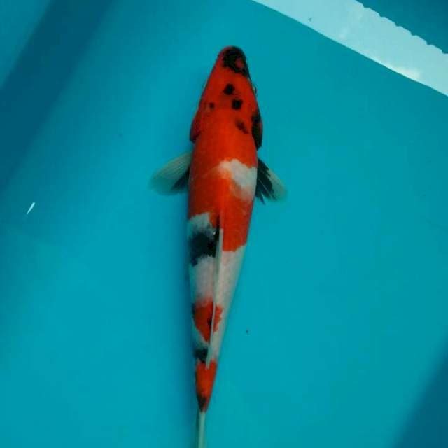 Showa isa 27cm