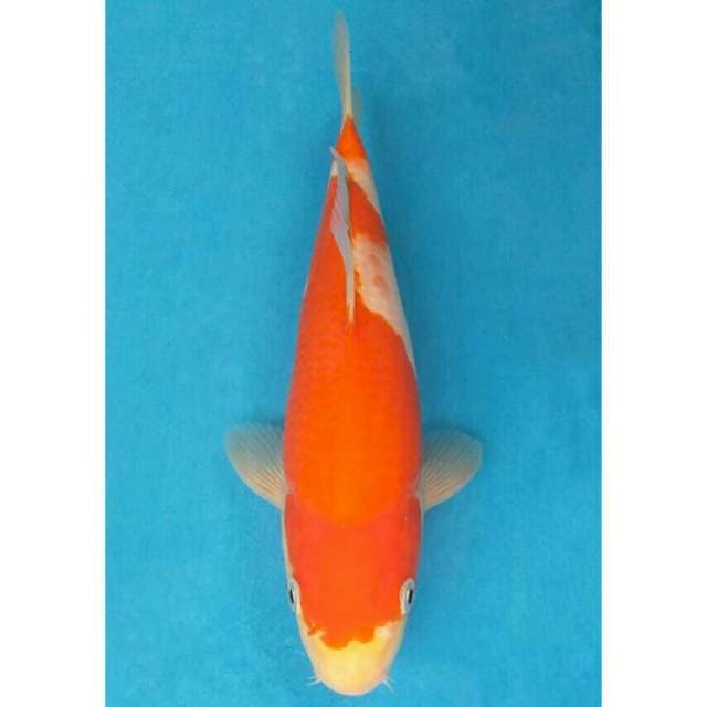Okawa Kohaku