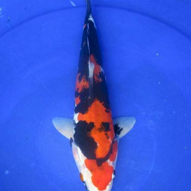 Doitsu sansoku ±30cm