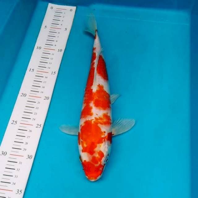 KOHAKU SEMI HIKARI 30BU