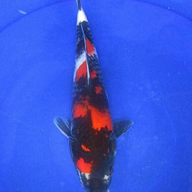 Showa sansoku ±30cm