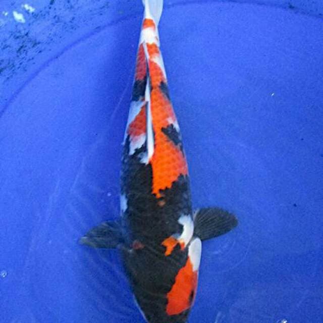 Showa sansoku ±31cm