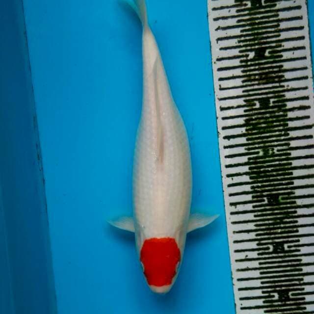 Tanco Kohaku 32cm