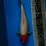 Tanco Kohaku 32cm