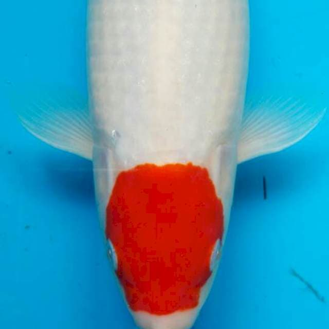 Tanco Kohaku 32cm