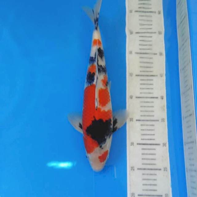 Showa male 36 cm