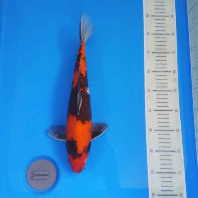 Hi showa male 37 cm