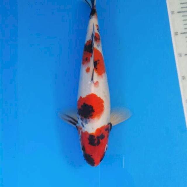 Showa male