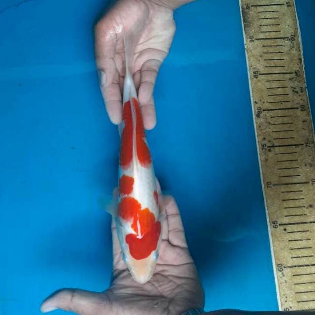 Kohaku