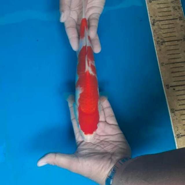 Kohaku