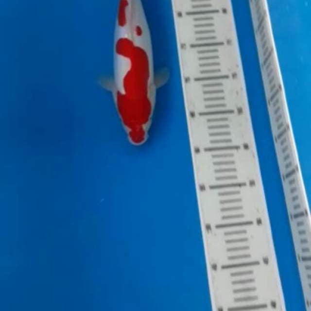 Kohaku doitsu murni