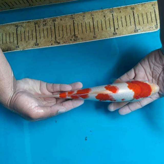 Kohaku