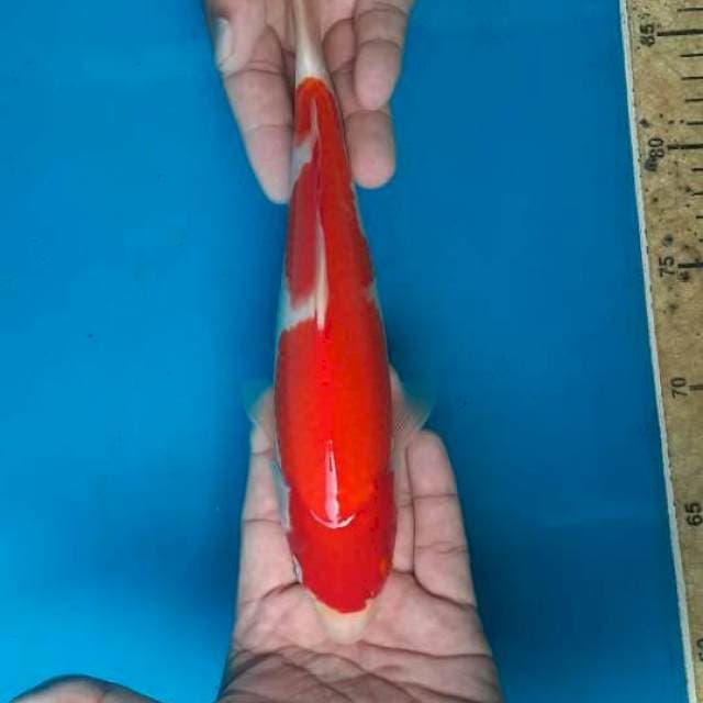 Kohaku