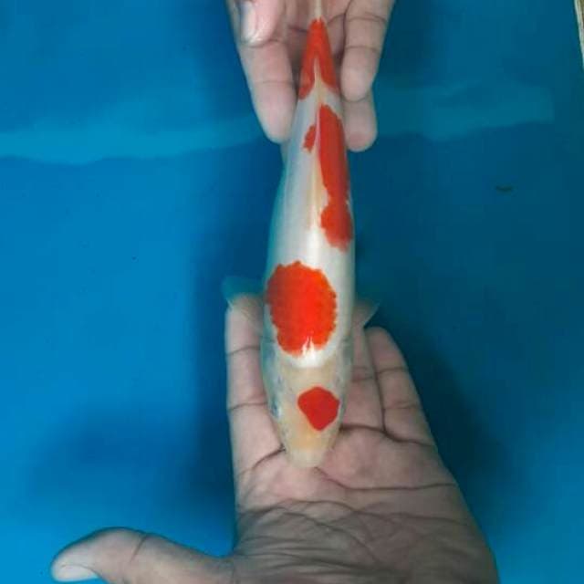 Kohaku