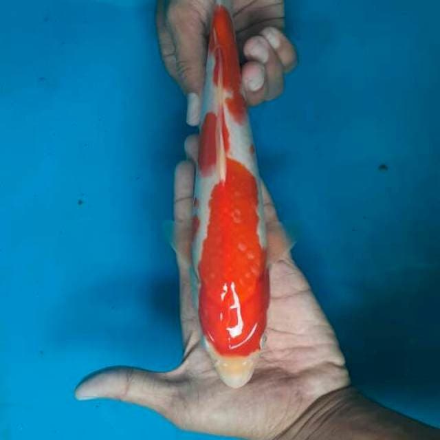 Kohaku